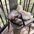 2 Bonded Ferrets 9 thumbnail