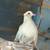 Chickens 2 thumbnail