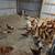 Pullets, Layers 2 thumbnail