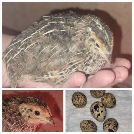 Coturnix quail 1