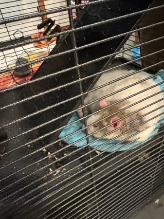 Friendly Rat 1