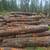 Five and a half cords of maple alder fir firewood.Logs 5 thumbnail