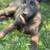 Belgian Malinois 2 thumbnail