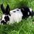 Mini Rex buck 1 thumbnail