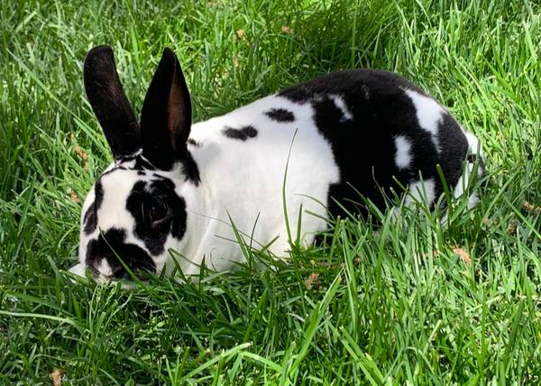 Mini Rex buck 1