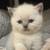 Smart Indoor Kitten Minimal Token Charge 628-three-58-1092 2 thumbnail