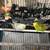 Parakeets 2 thumbnail
