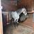 Andaluisan mare 2 thumbnail