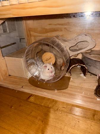 Syrian teddy bear hamster cage and supplies 1