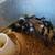 Peacocks/chick's 15 thumbnail