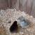"Top Hat" chicks 3 thumbnail
