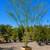 🌳 Monsoon Knocked Your Tree Down? Replace It with a Palo Verde! 2 thumbnail