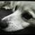 Pet Digital Portraits - Free service 6 thumbnail