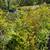 Crape Myrtle in 1-3 gallon pot.2-7 feet tall 5 thumbnail