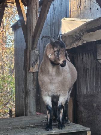 Nigerian goat 1