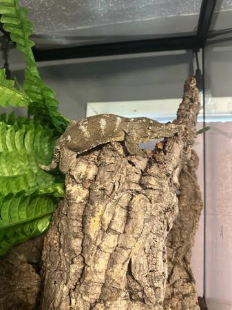 Gecko hembra adulta Leachie