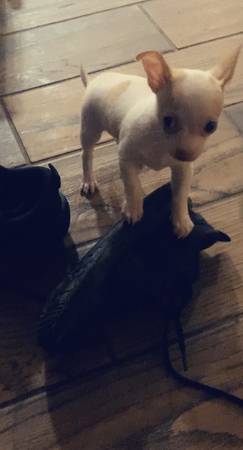 Macho miniatura chihuahua (Macomb)