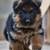 Germanshepherdpuppies 3 thumbnail