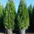Emerald Cedar Trees (Potted) $25.00 (6  - 8 feet) 2 thumbnail