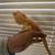 Bearded Dragons 8 thumbnail
