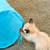 Siamese kitten 8 thumbnail