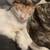 Cats 4 thumbnail