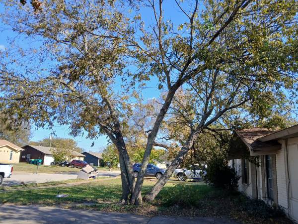 Ramos tree service 1