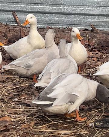 Silver mallards white mallards and geese 1