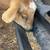 Herd reduction! Nigerian Dwarf Does Goats 9 thumbnail