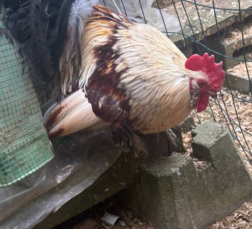Bantam roo 1
