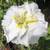 JAPANESE IRIS 1 thumbnail