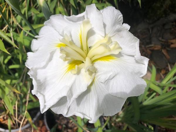 JAPANESE IRIS 1