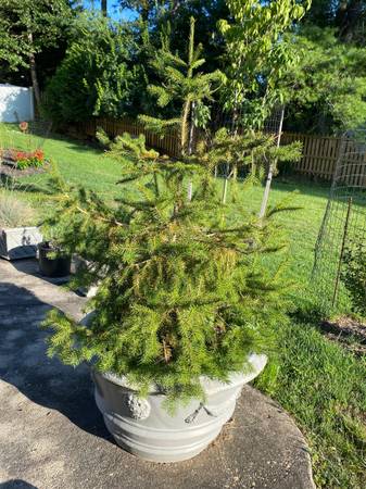 Beautiful Norway Spruce Tree 1