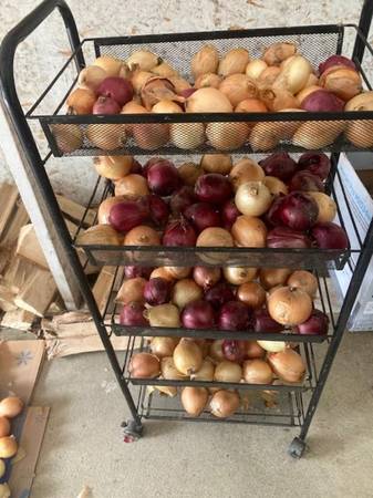 ONIONS!  UPDATED!  What's Left - $10 See Pic 1