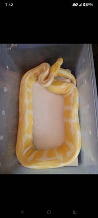 Het albino male and albino female ball python (Green cove springs)
