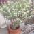 3 Fabulous Succulent Potted Plants, 2 Feet Tall 1 thumbnail