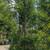 Podocarpus 7 thumbnail
