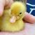 White Call Ducks 1 thumbnail