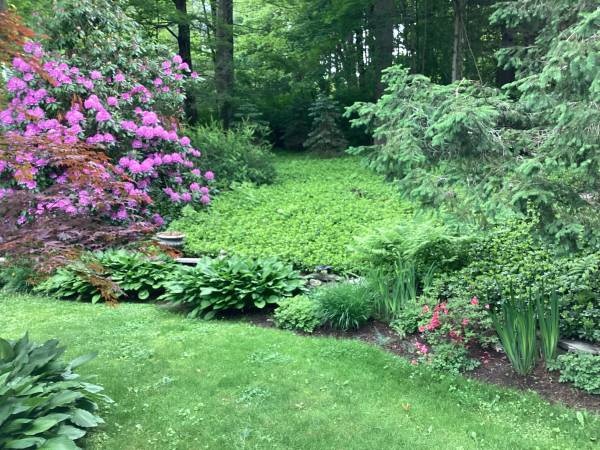 Pachysandra Ground Cover plants 1