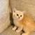 Scottish Fold 7 thumbnail
