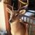 9 point buck deer head 2 thumbnail