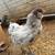 Hens 2 thumbnail