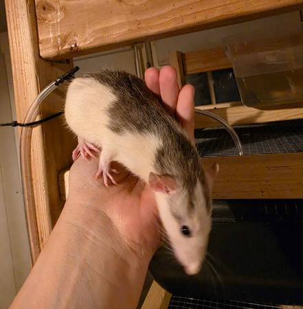 Pet Rats (Belton)532898773657210889