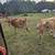 Jersey Heifers 4 thumbnail