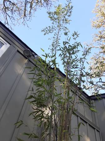 5 Giant Timber Bamboo - $1,000 (russian river)63471438785921121