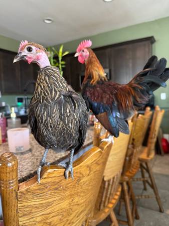 Miniature chicken and rooster560445707382968321
