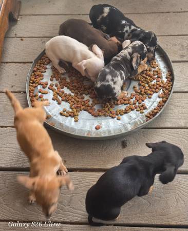 6 chiweenies (83338)