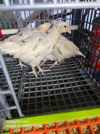 Pullets and chicks 1