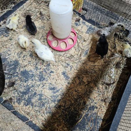 Chicks 1