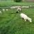 Katahdin sheep bred ewes for sale 2 thumbnail